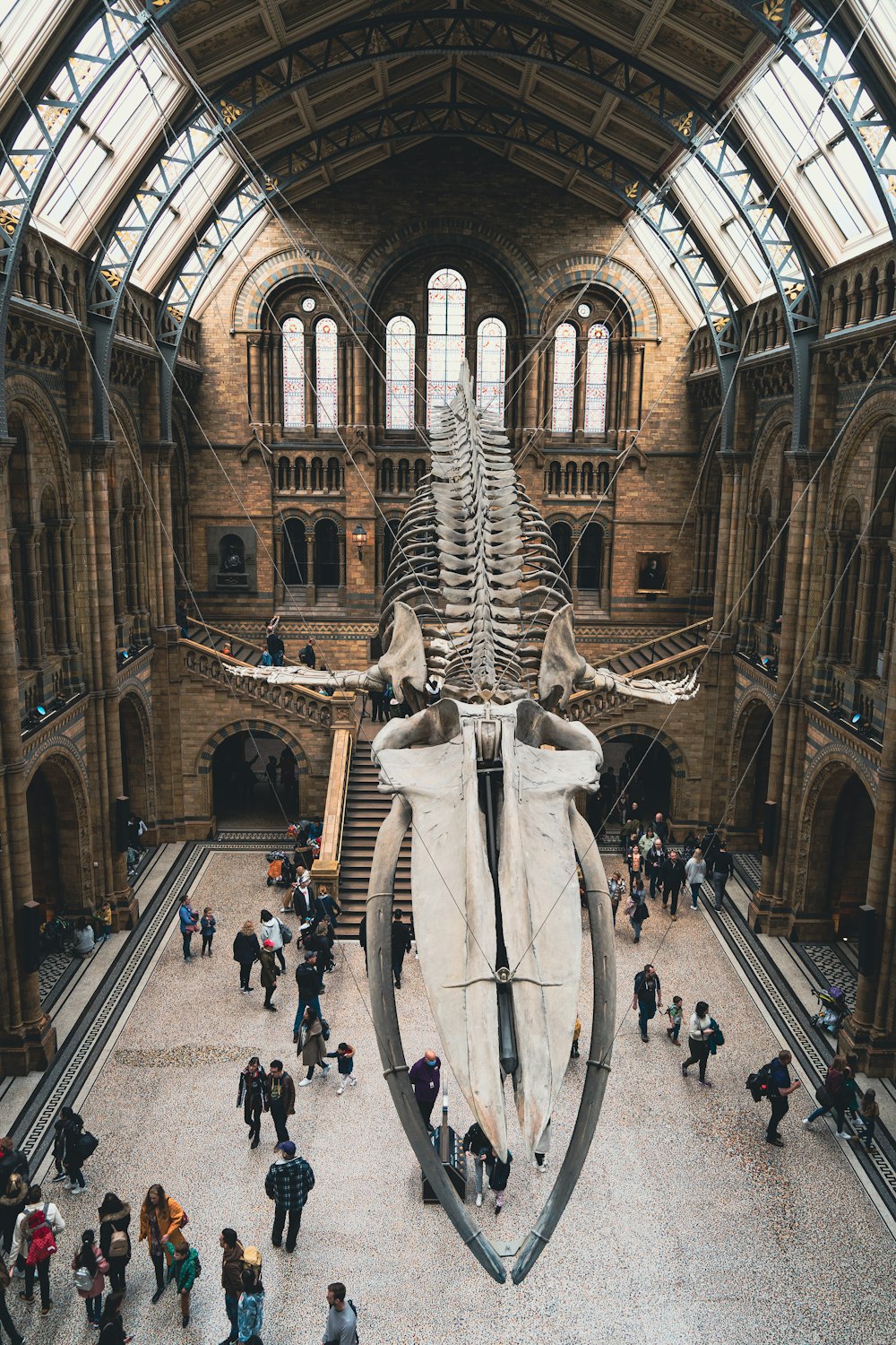 a large whale skeleton in a museum with people walking around