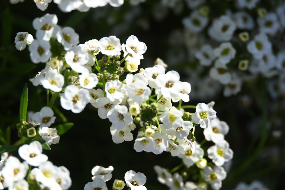 a bunch of white flowers that are in the grass