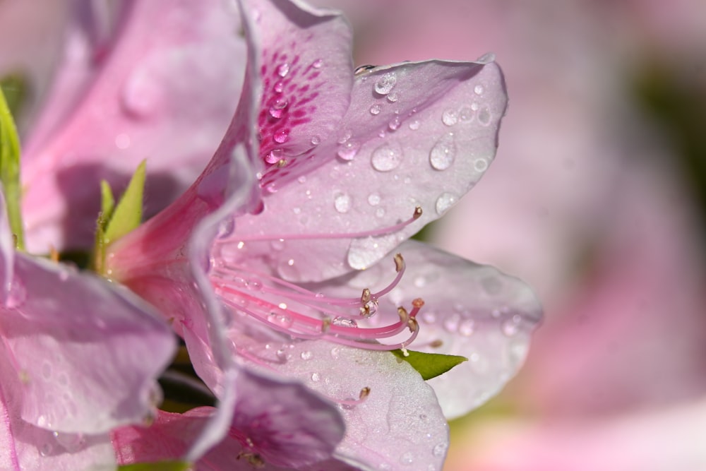 un fiore rosa con gocce d'acqua su di esso
