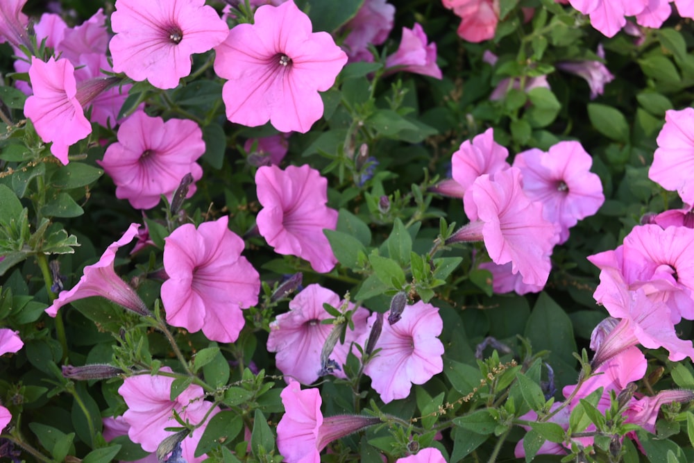 a bunch of pink flowers with green leaves