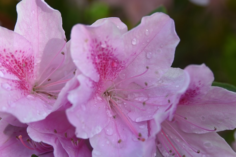 a close up of pink flowers with water droplets on them