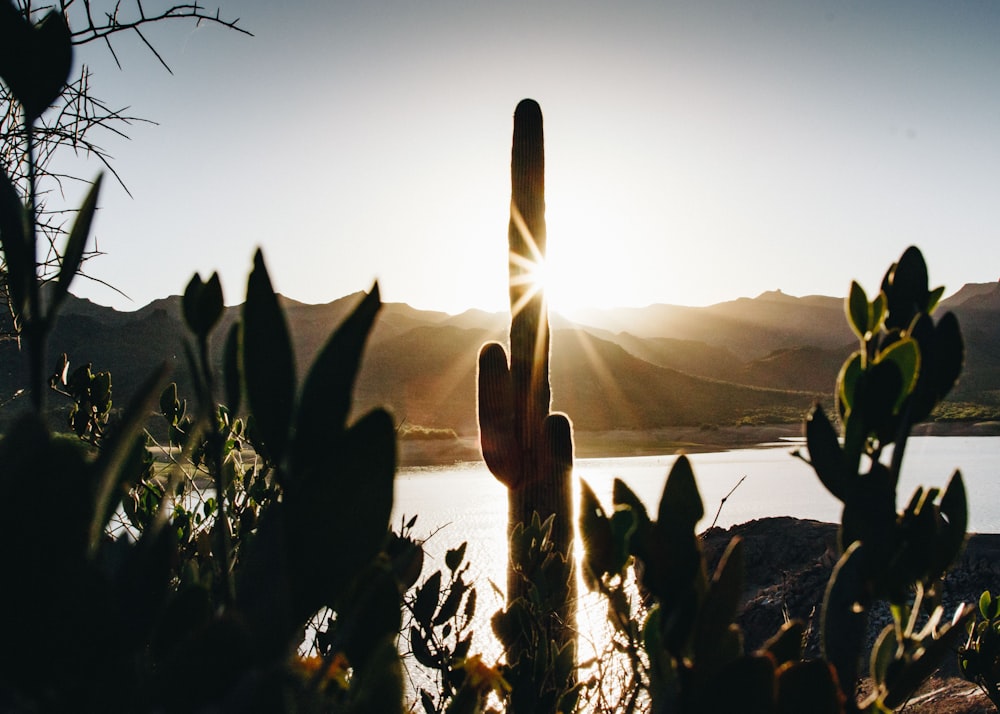 a cactus in the foreground with a lake in the background