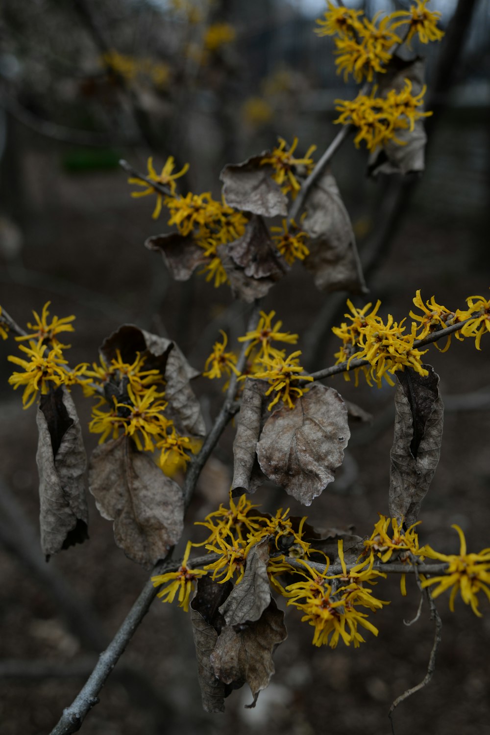 a close up of a tree with yellow flowers