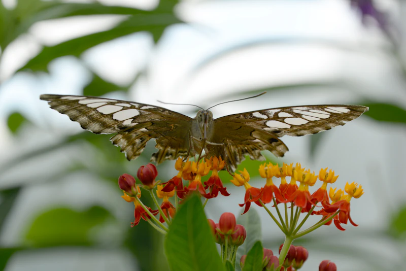 Mariposa posada sobre las flores del algodoncillo