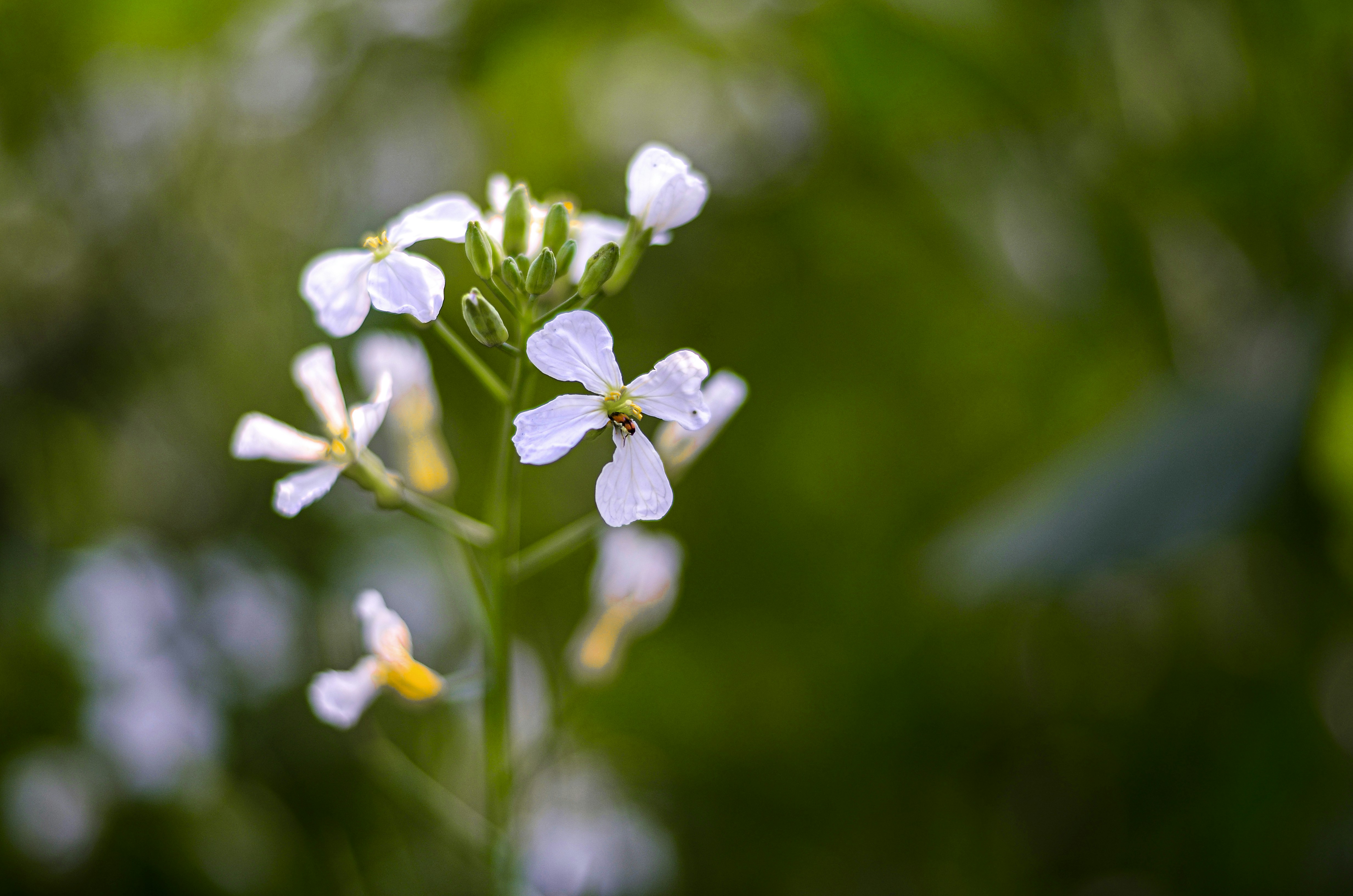 Photo by abubakarislam