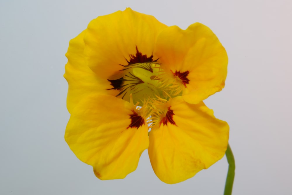 Un primer plano de una flor amarilla con un fondo de cielo