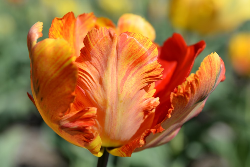 a close up of a red and yellow flower