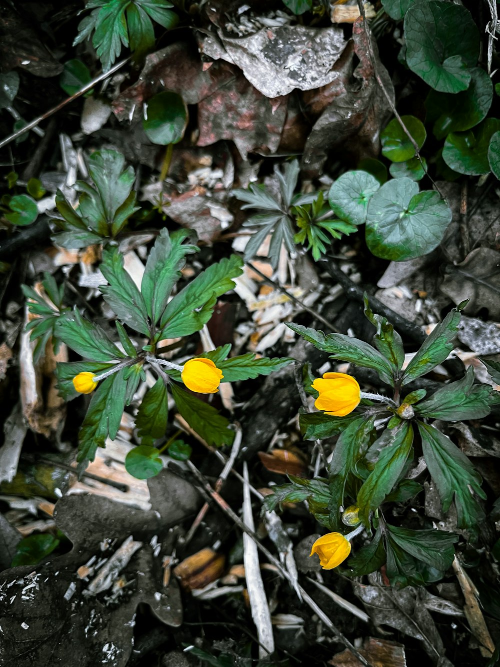 a small yellow flower surrounded by green leaves