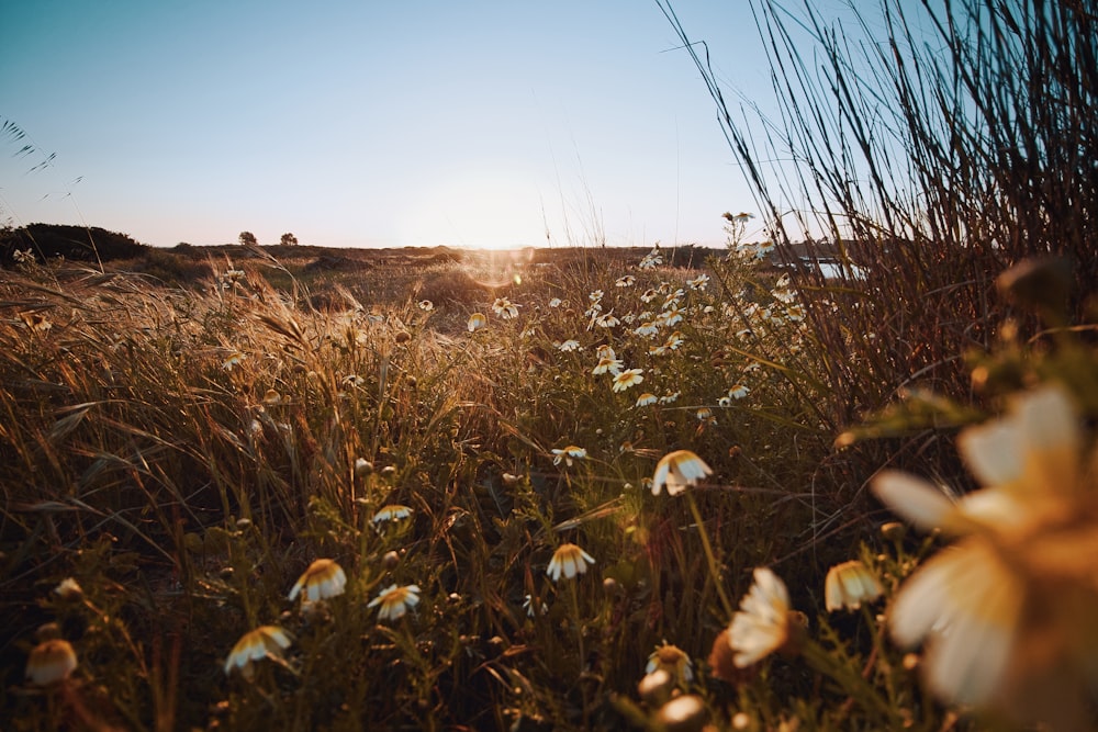 a field of wildflowers with the sun in the background