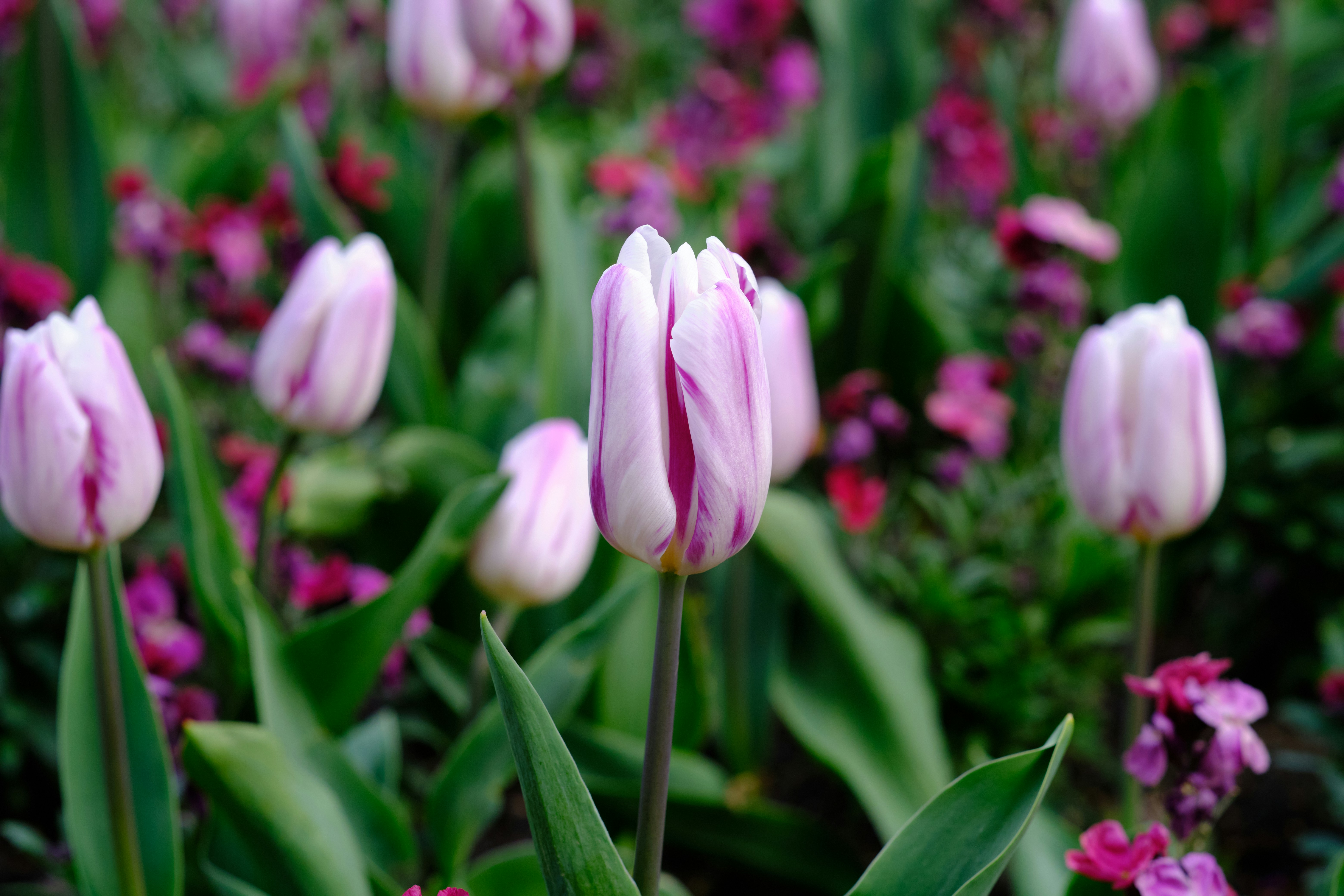 Photo by bullfishfighter