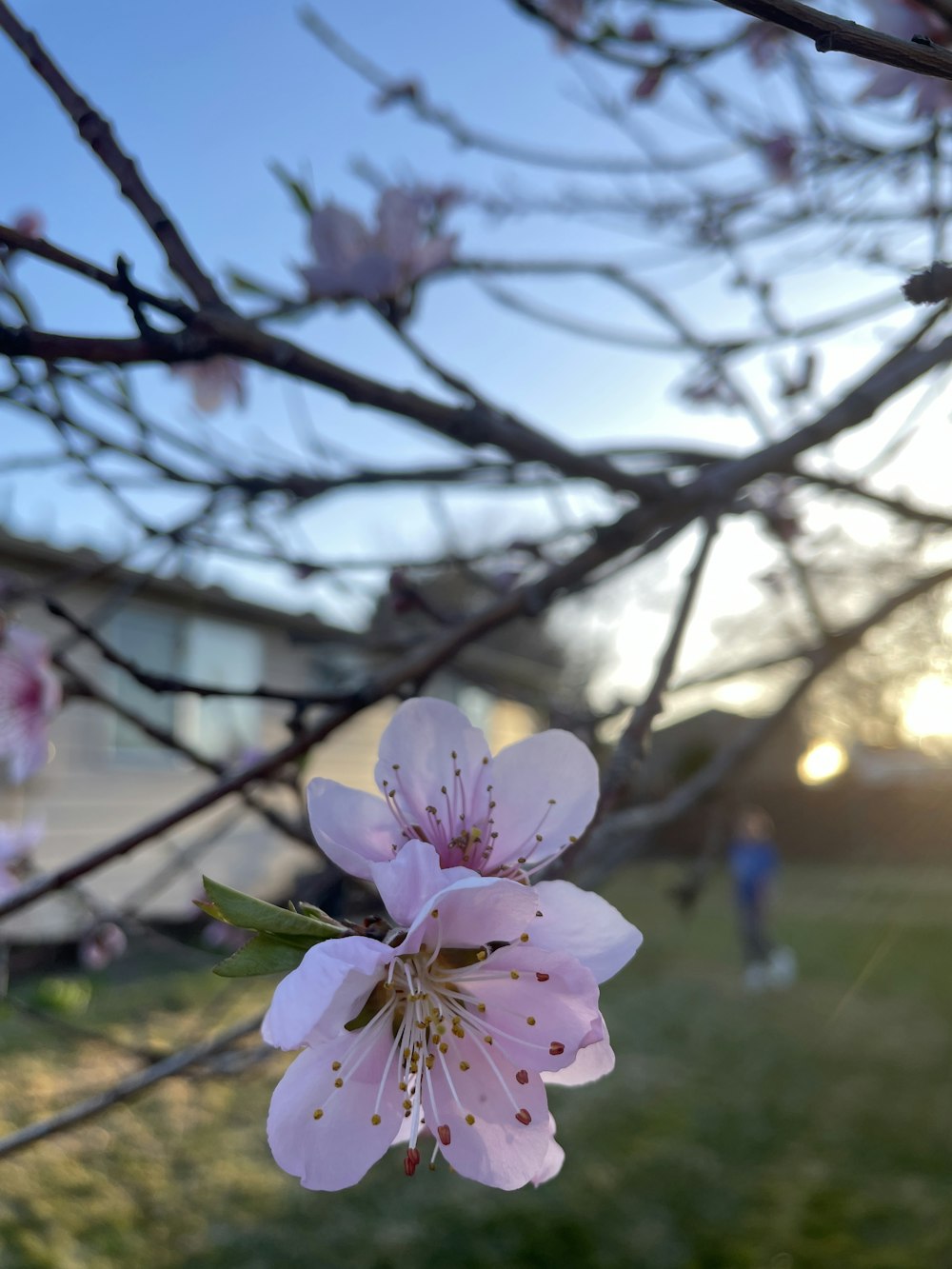 a pink flower is blooming on a tree branch