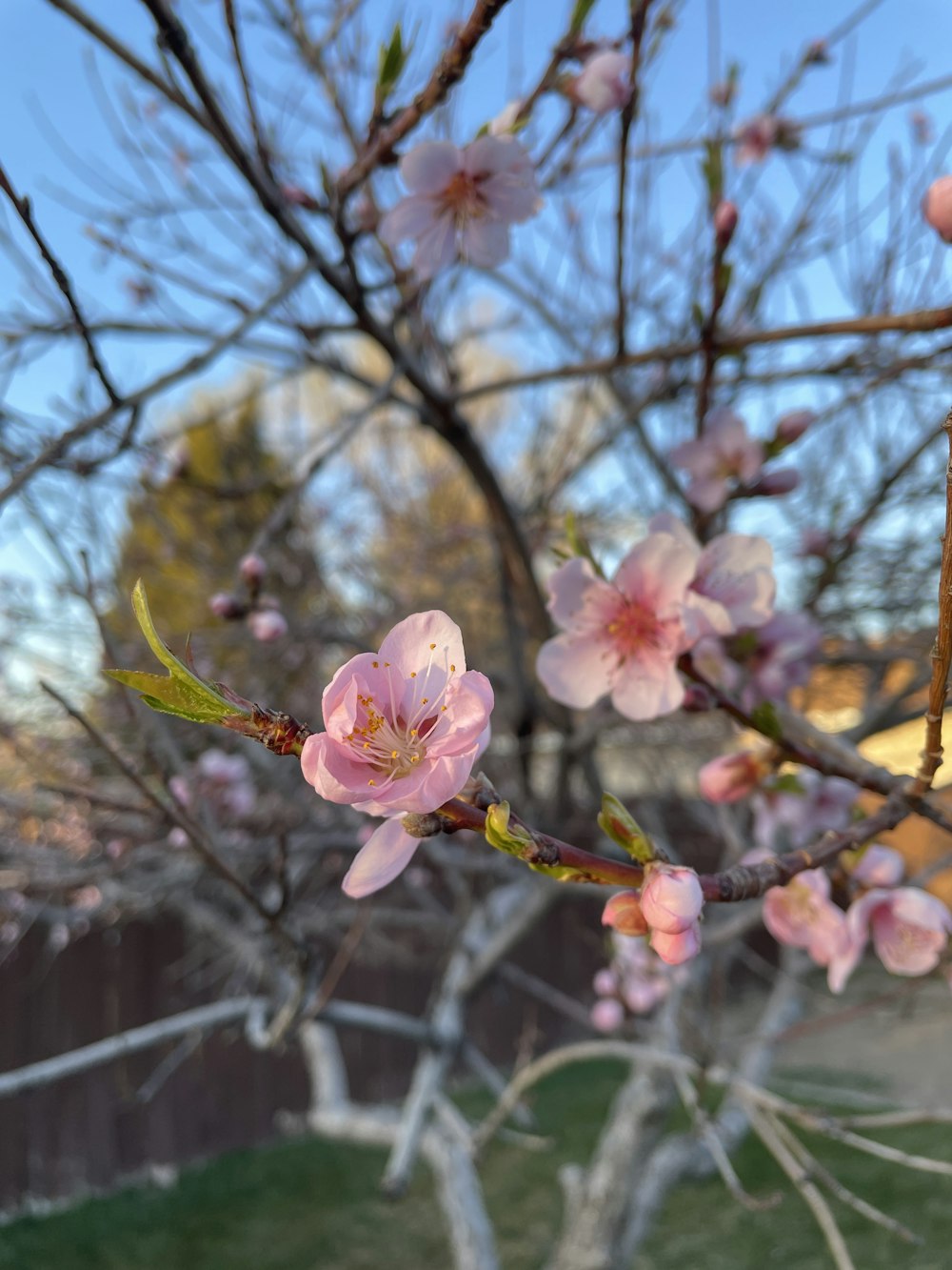 a tree with pink flowers in a yard