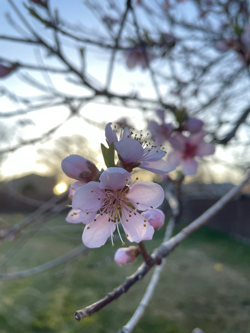 a close up of a flower on a tree