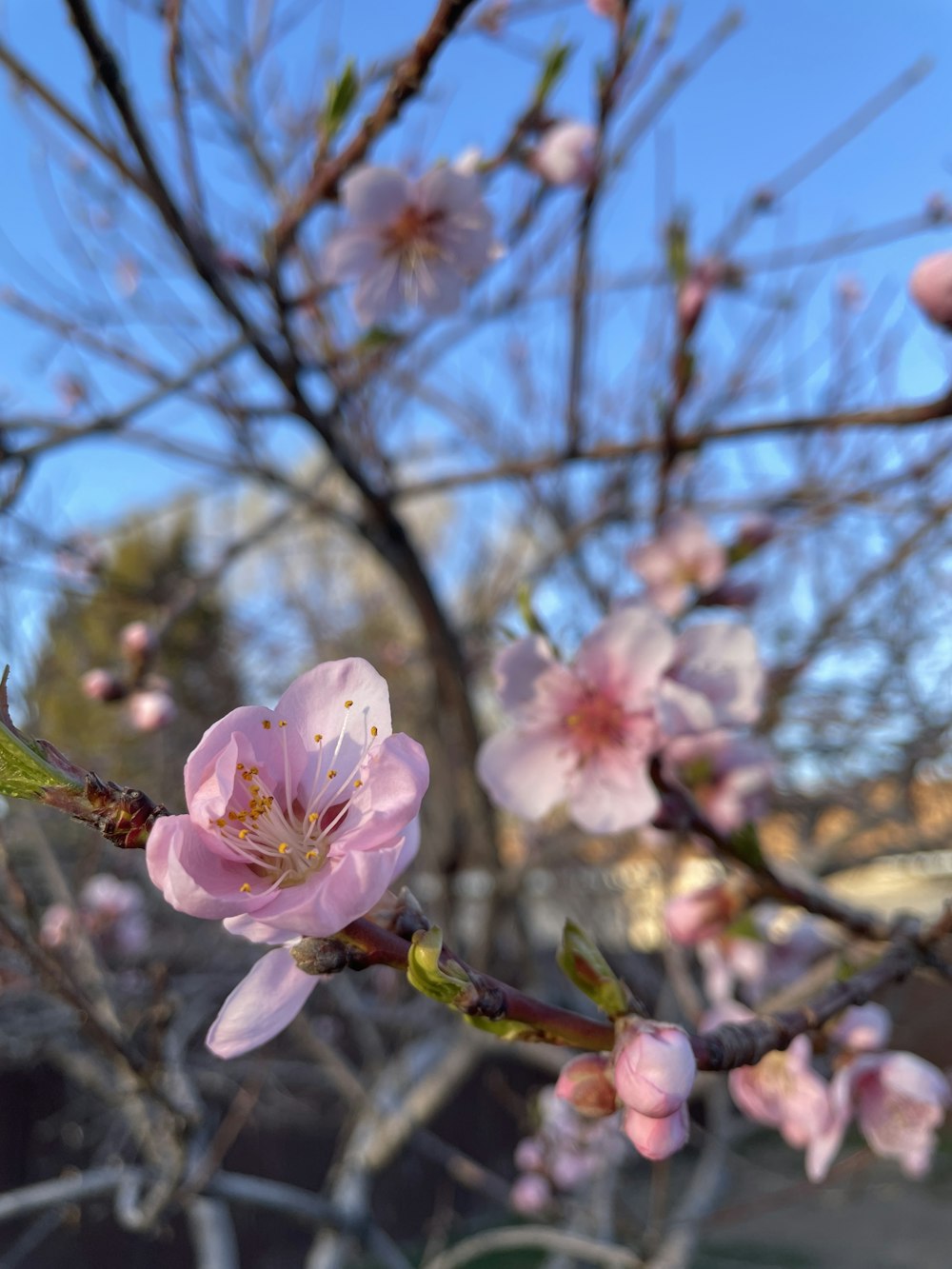 a close up of a pink flower on a tree