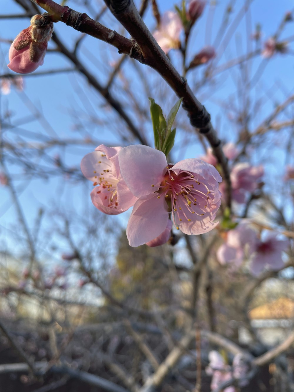 Un primo piano di un fiore su un albero