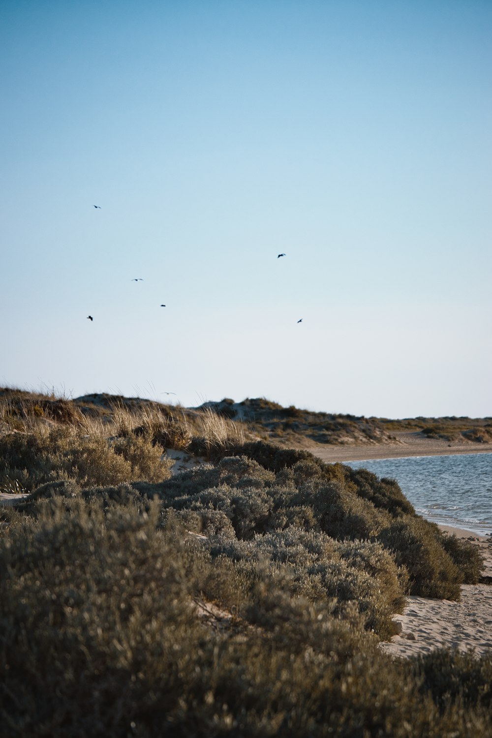 Un grupo de pájaros volando sobre un cuerpo de agua