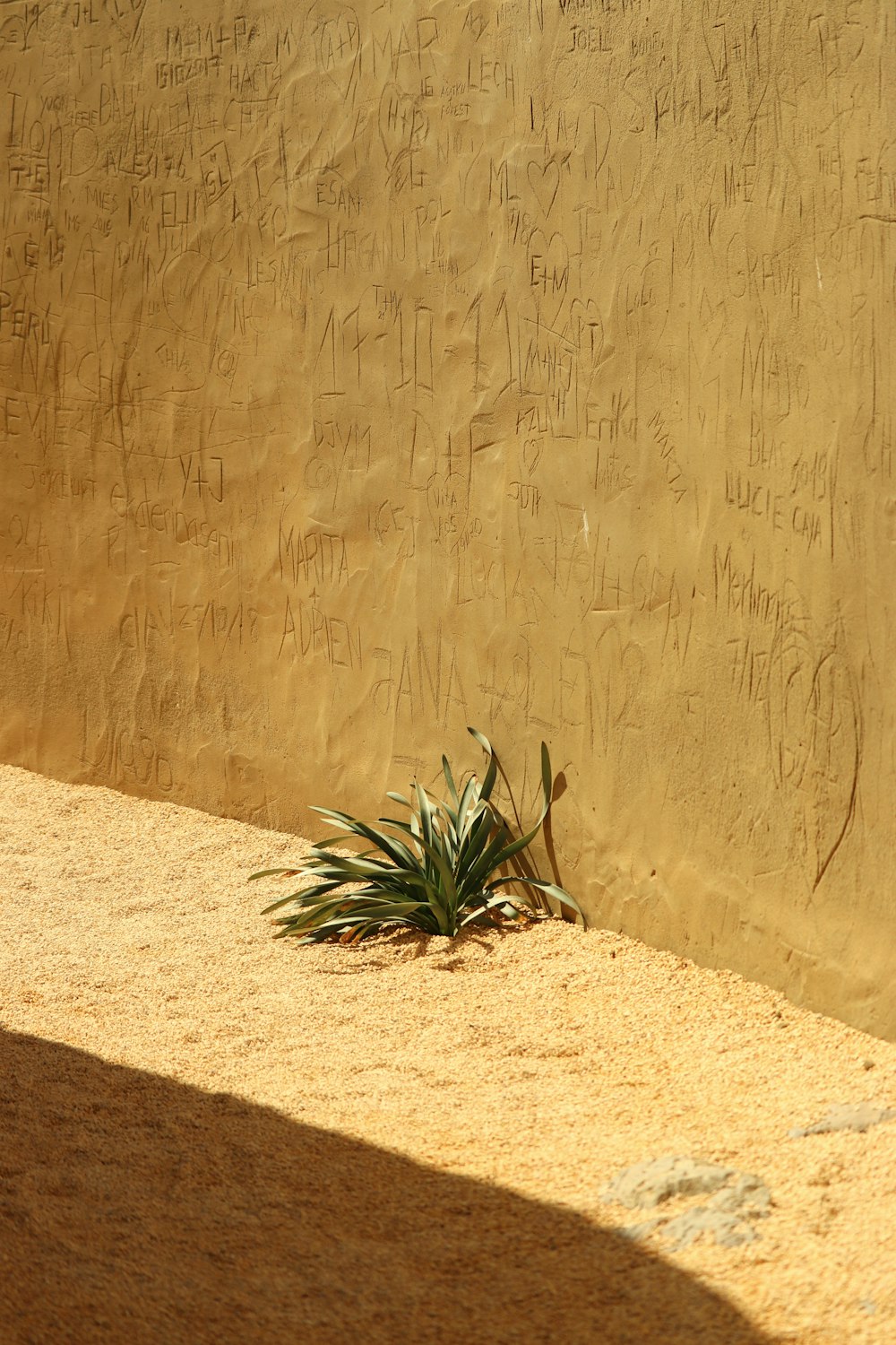 a plant in the sand near a wall with writing on it
