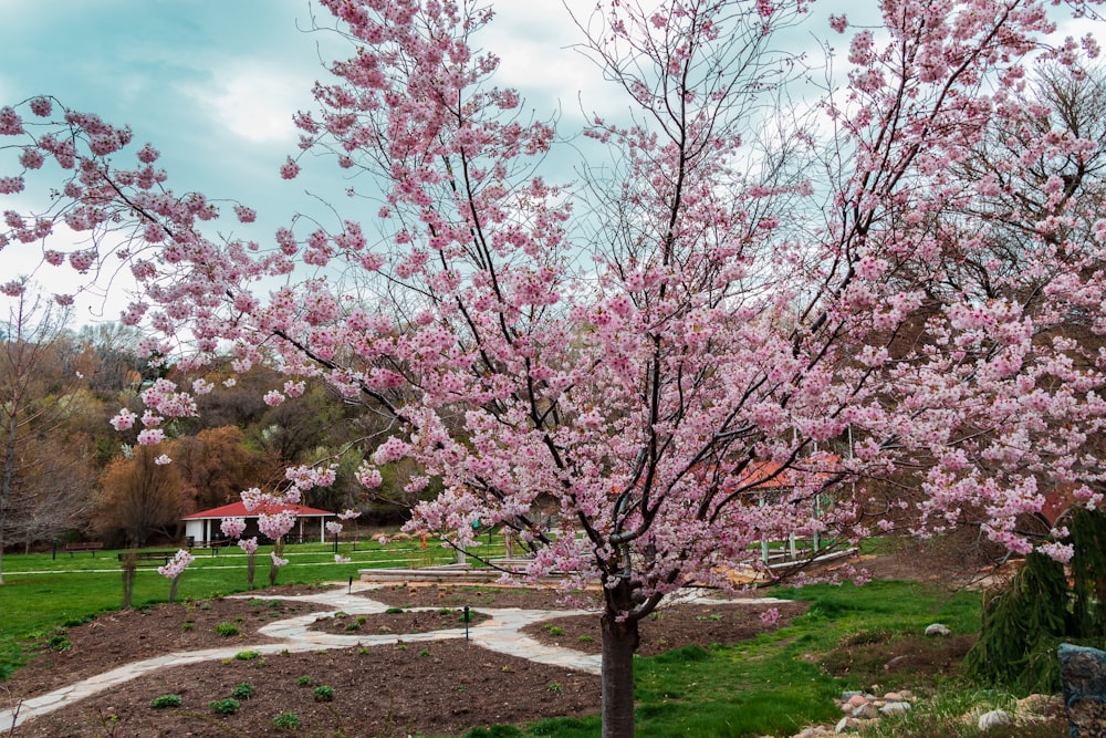 a tree with pink flowers in a park