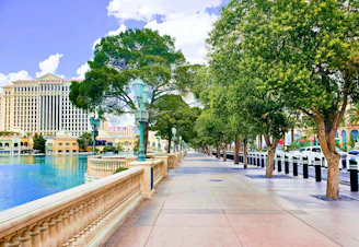 a street lined with trees next to a body of water