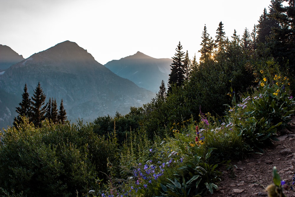 the sun is shining on the mountains and flowers