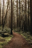 a dirt path in the middle of a forest