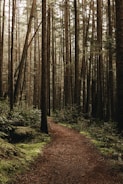 a dirt path in the middle of a forest