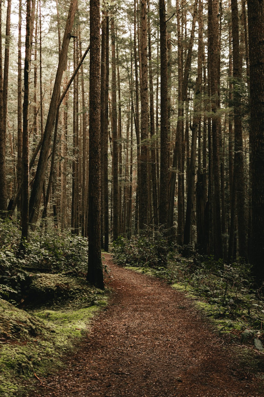 a dirt path in the middle of a forest