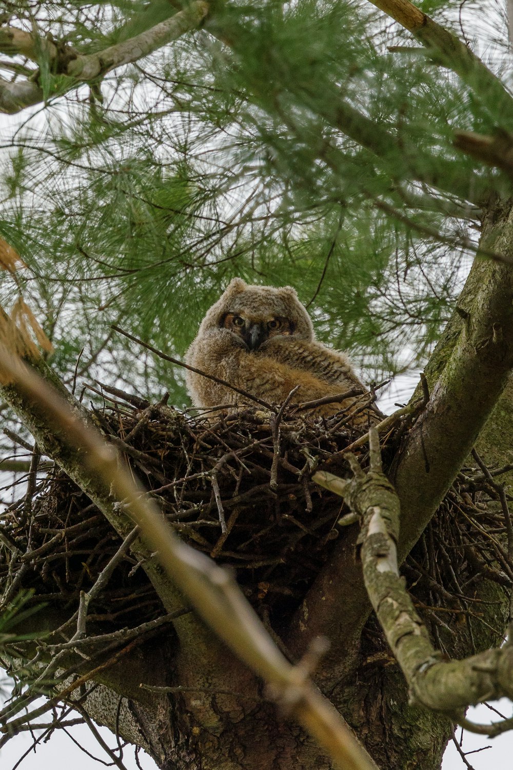 an owl is sitting in a nest in a tree