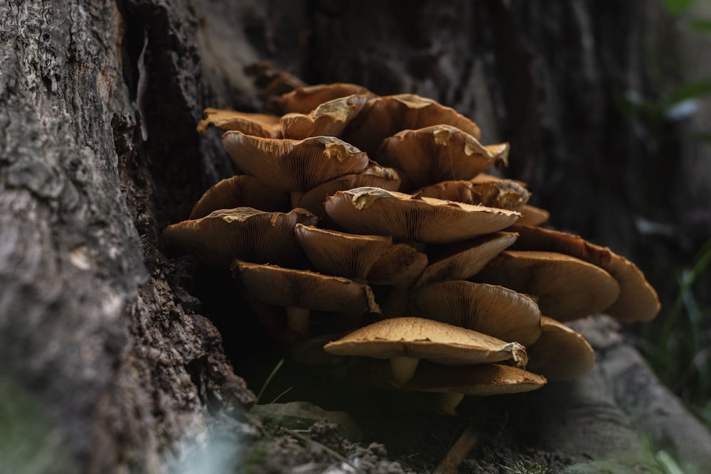 a cluster of mushrooms growing on a tree