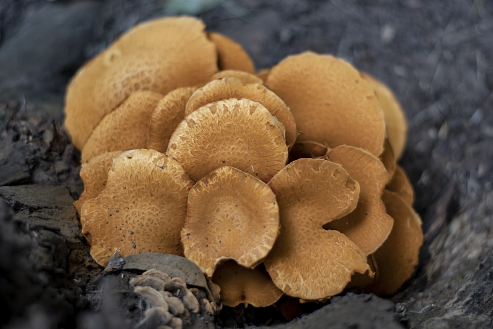 a close up of a mushroom on the ground