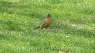 a small bird standing on a lush green field