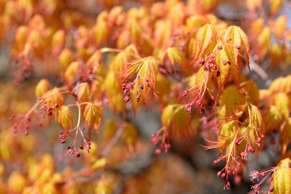 a bunch of yellow and red flowers on a tree