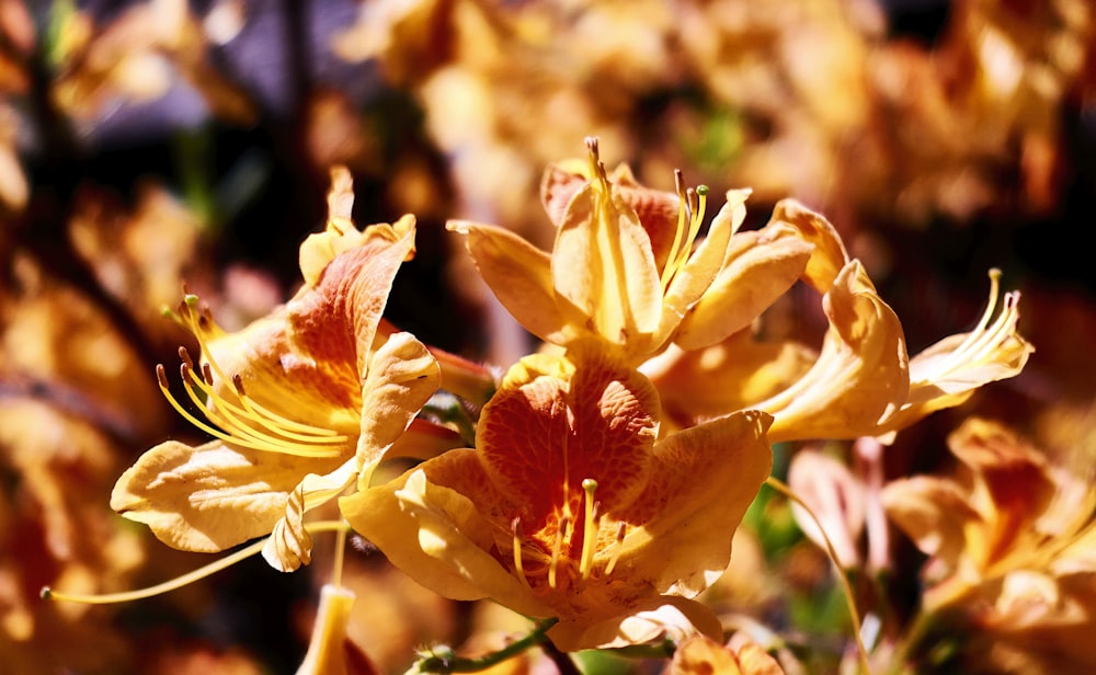 a close up of a yellow flower in a field