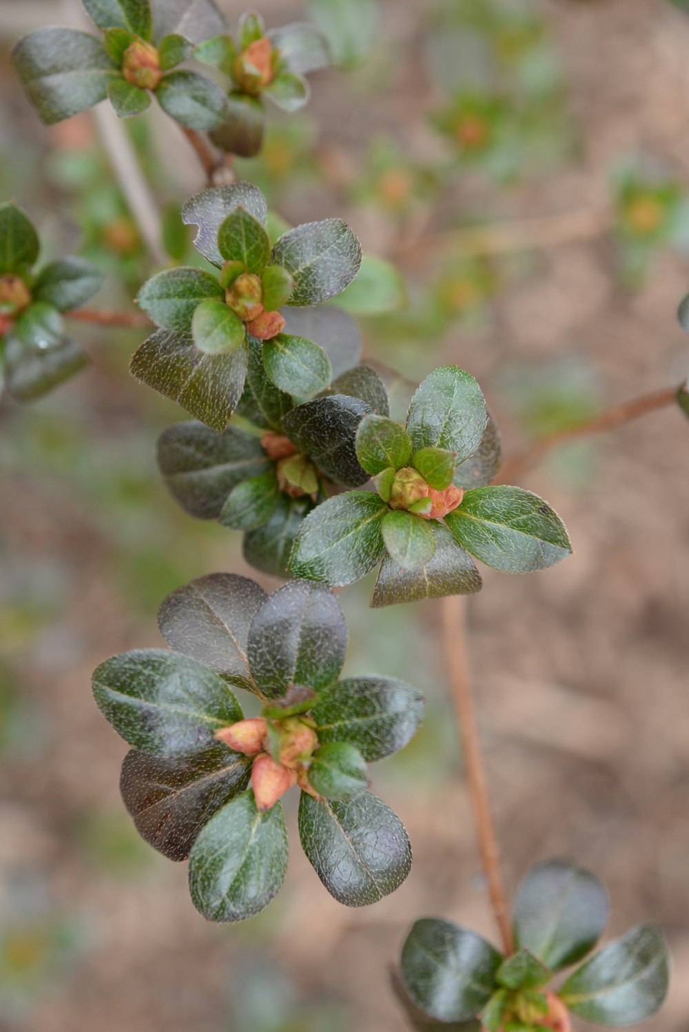 a close up of a plant with green leaves