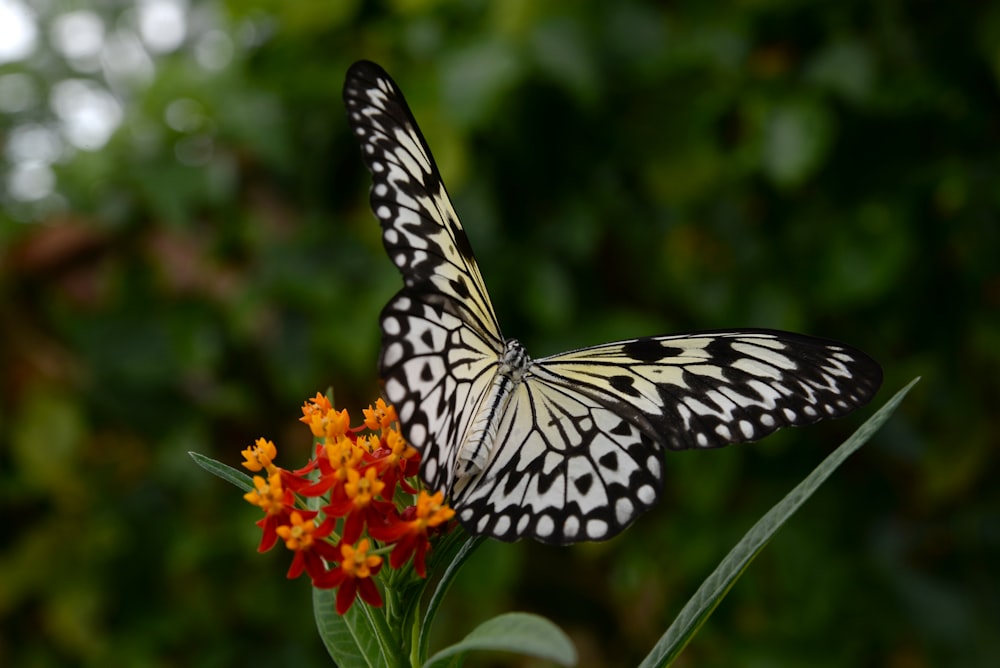 a black and white butterfly sitting on top of a flower