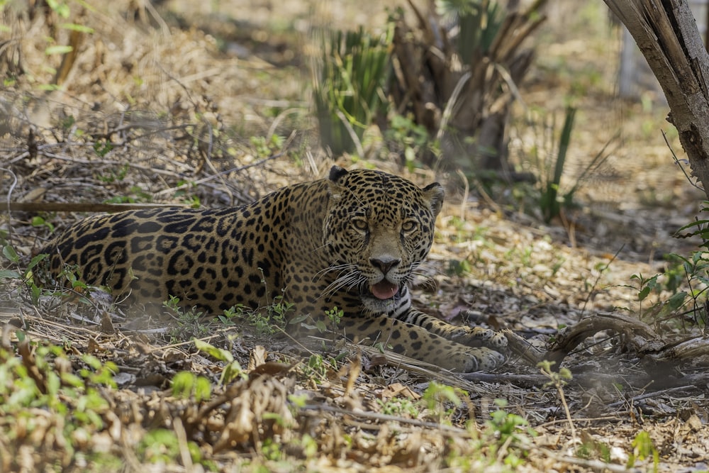um leopardo deitado no chão com um peixe na boca