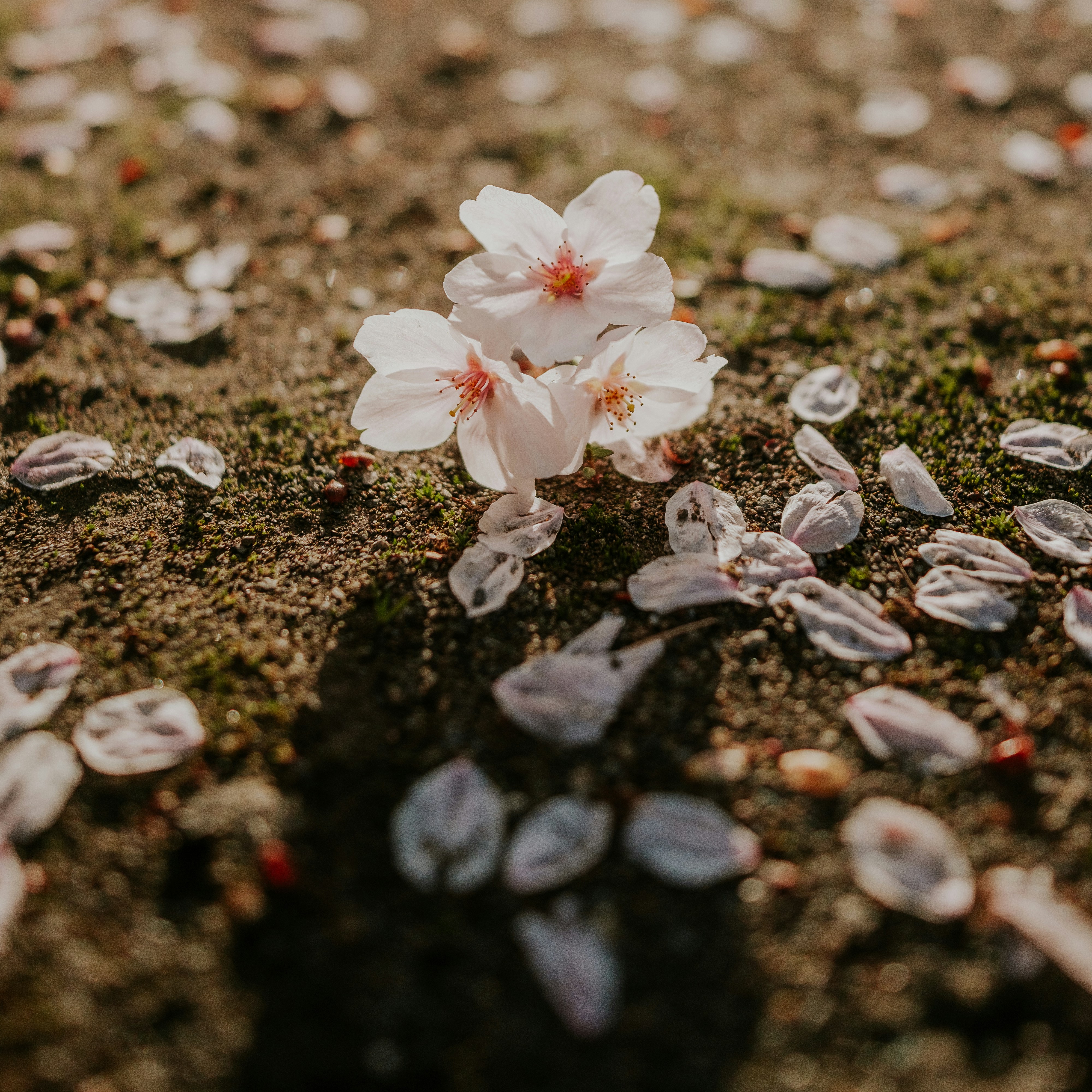 A white flower sitting on top of a dirt field photo – Free Plant Image ...