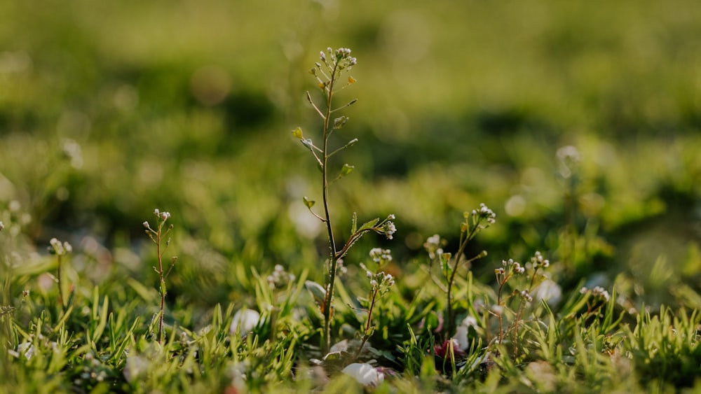 a close up of a small plant in the grass