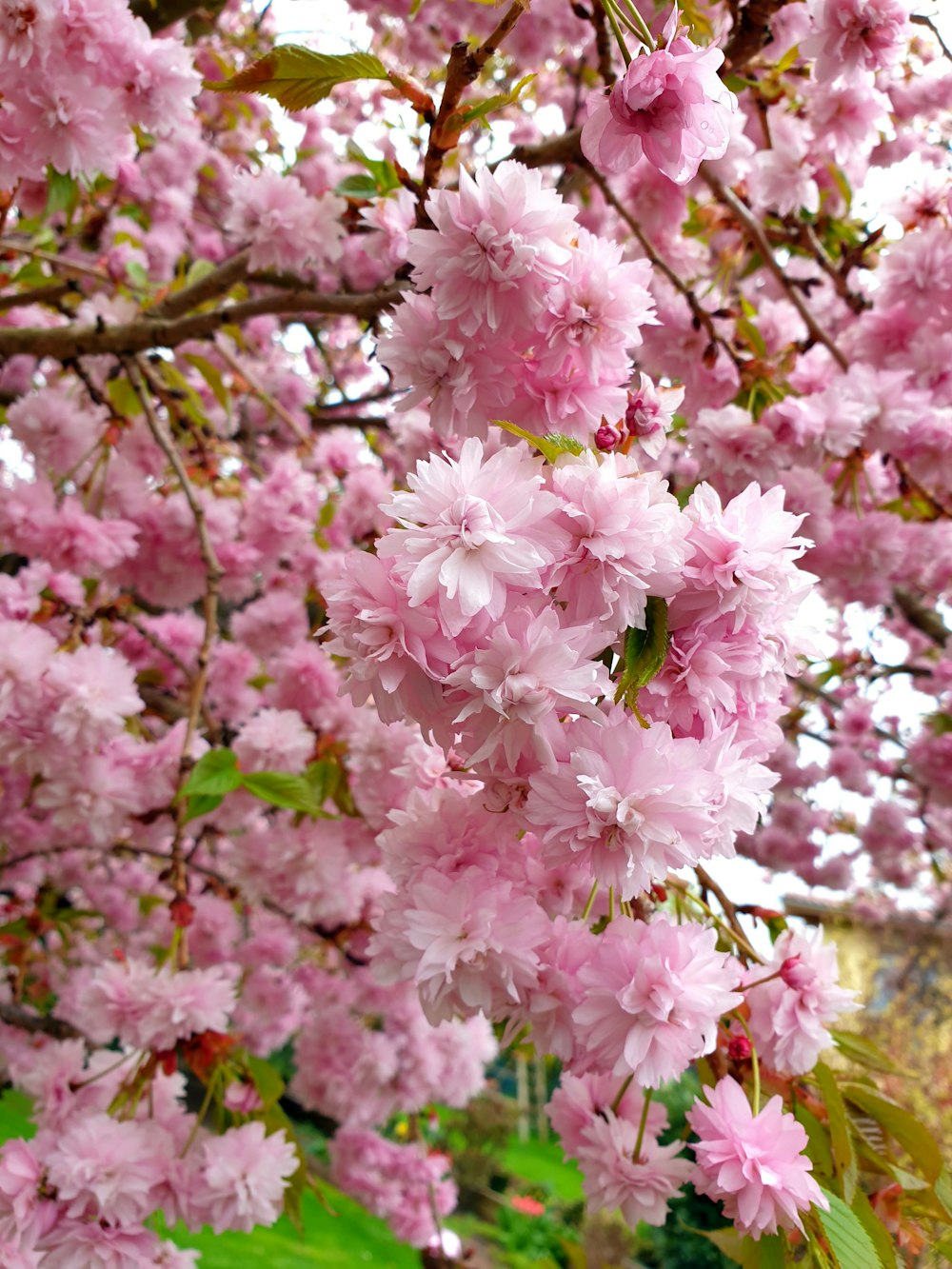 a tree filled with lots of pink flowers