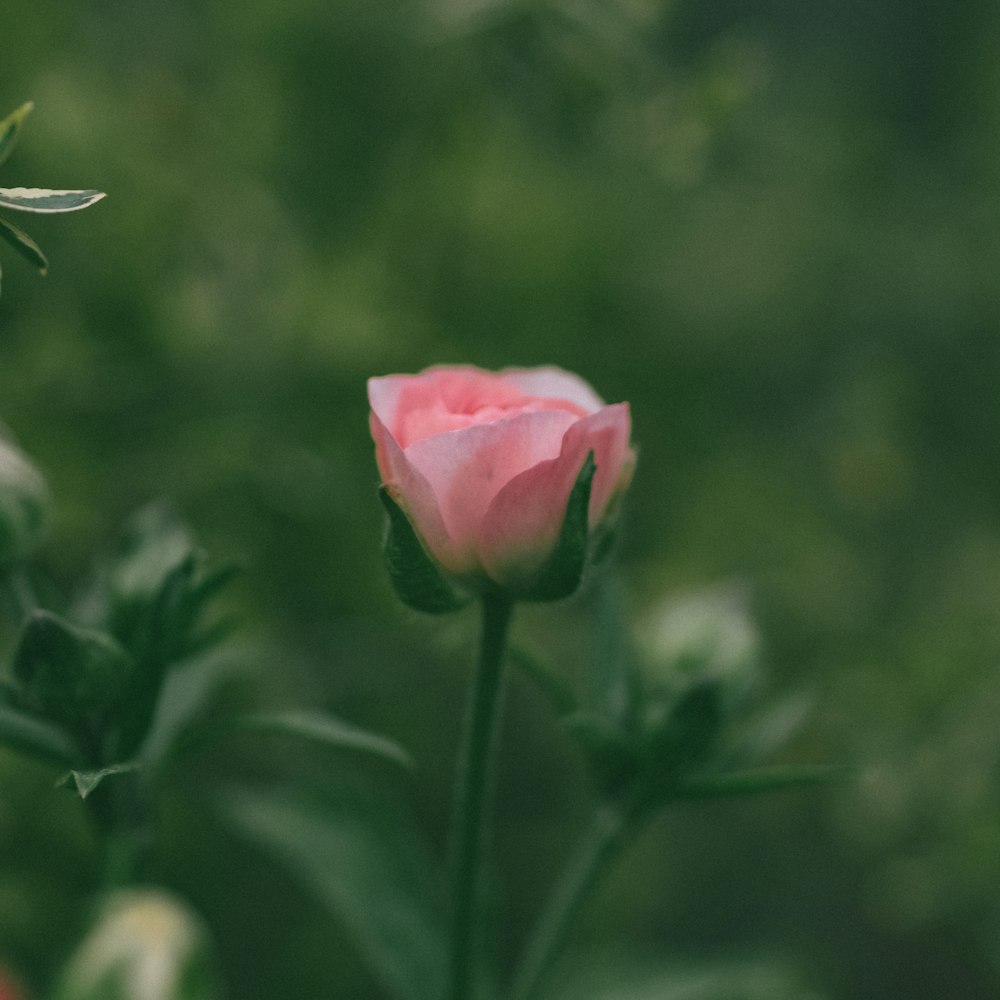 a single pink rose is blooming in a garden