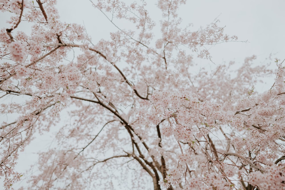 a tree with lots of pink flowers on it