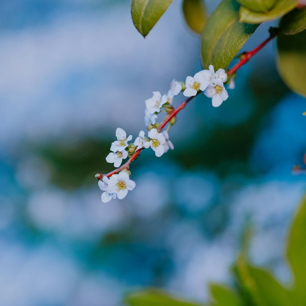 a branch with white flowers and green leaves