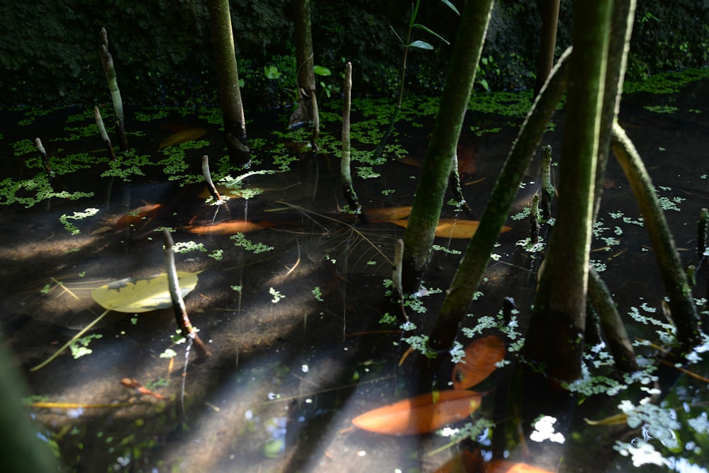 the sun shines through the trees and leaves in the water