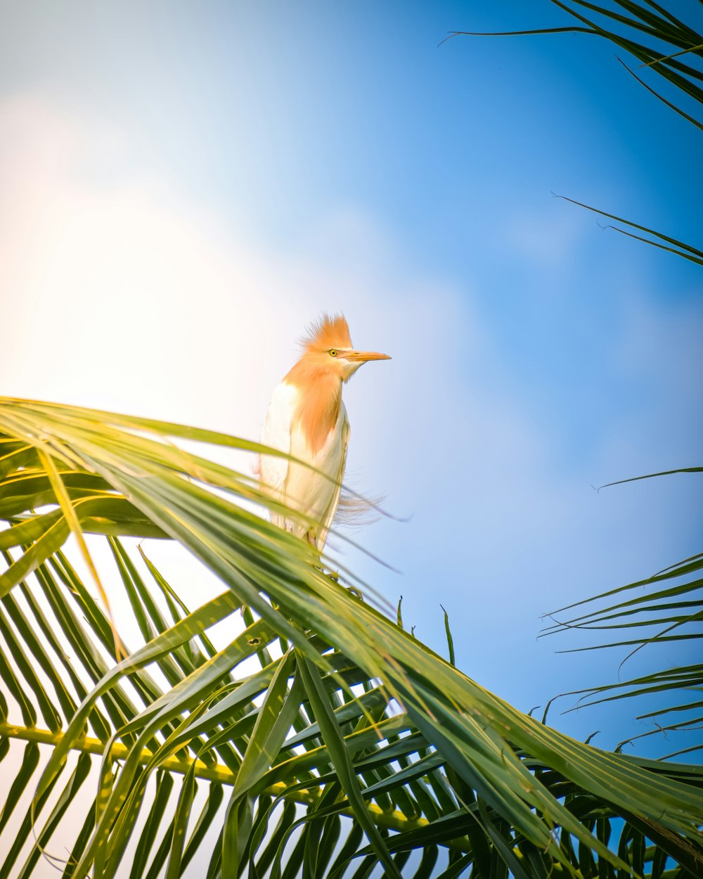 a bird perched on top of a palm tree