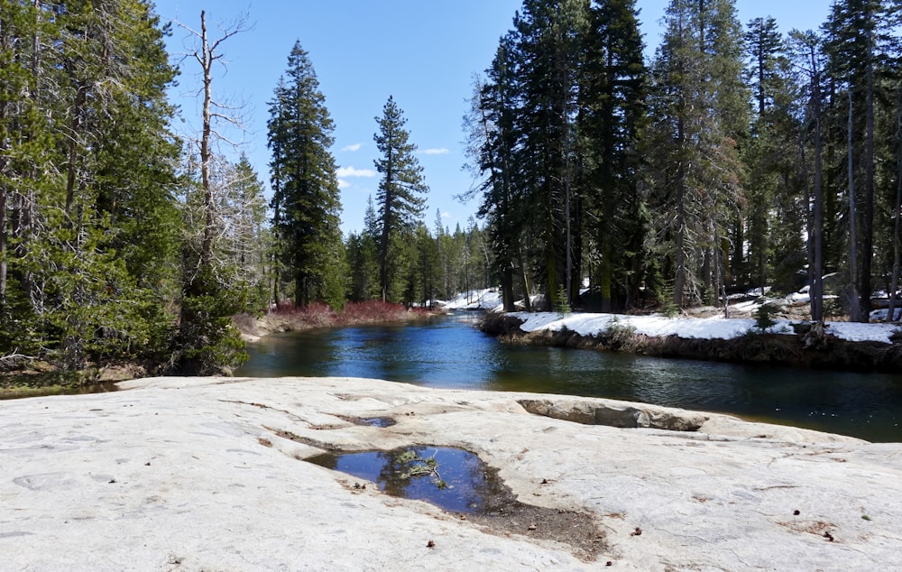 a river running through a forest filled with trees