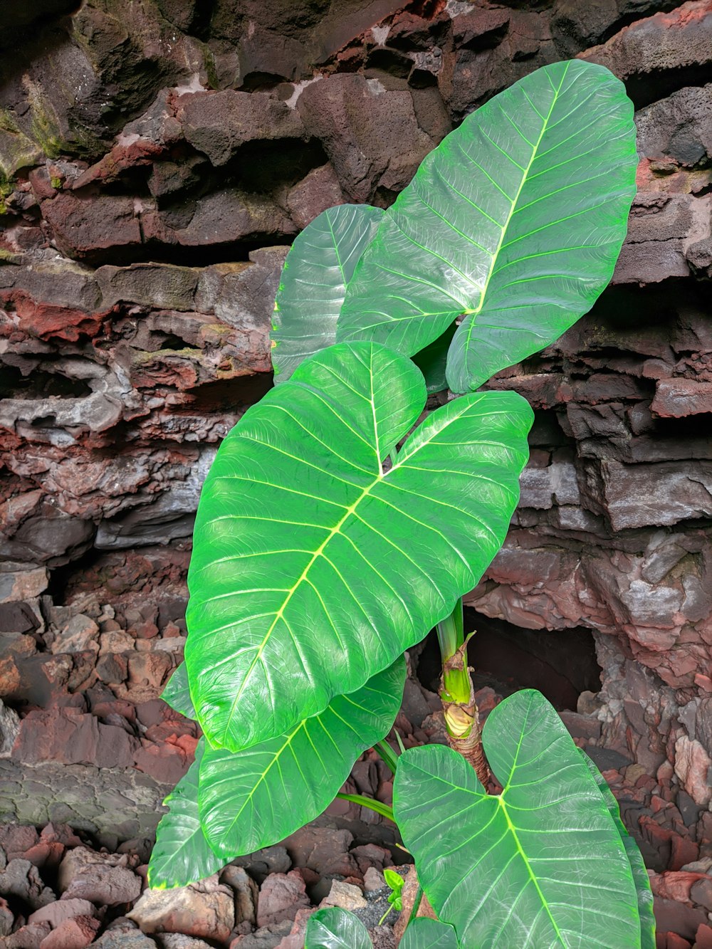 a green plant with large leaves on a rocky surface