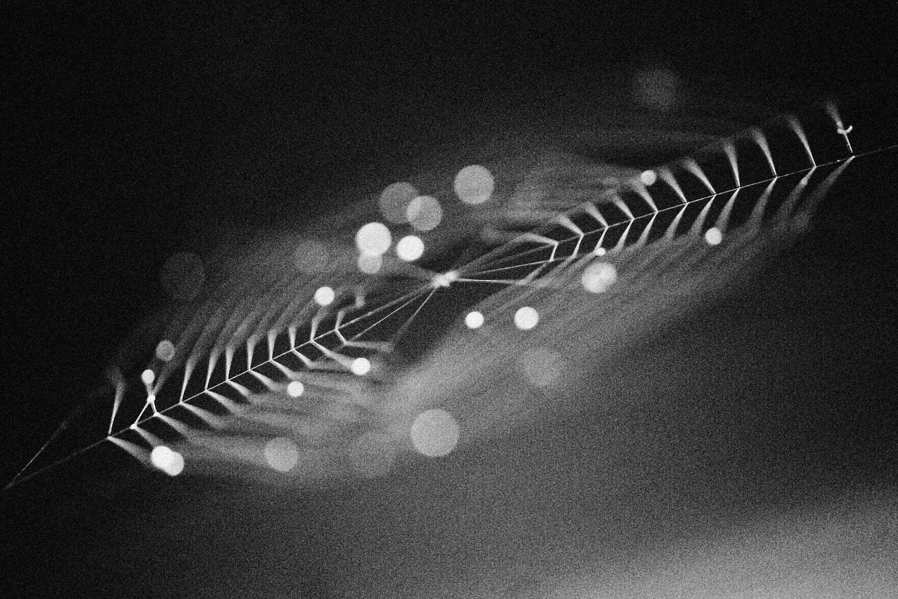 Photo by alexeydemidov