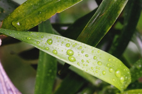A close-up of lush green leaves with droplets of water reflecting light.