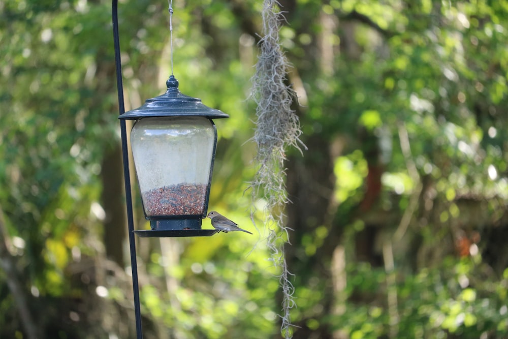 a bird is perched on a bird feeder