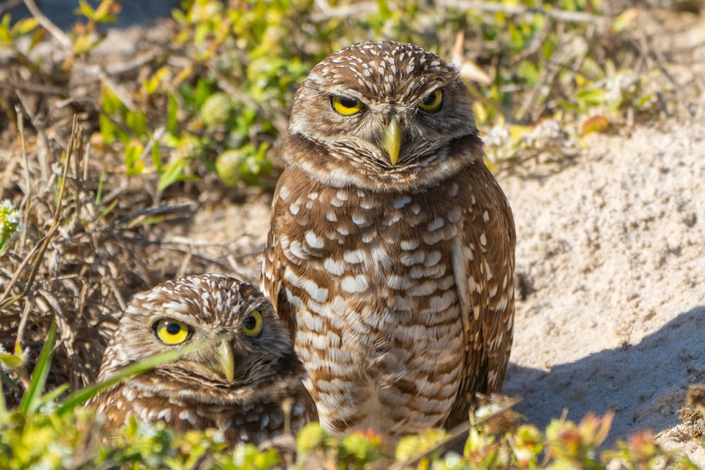 a couple of owls standing next to each other